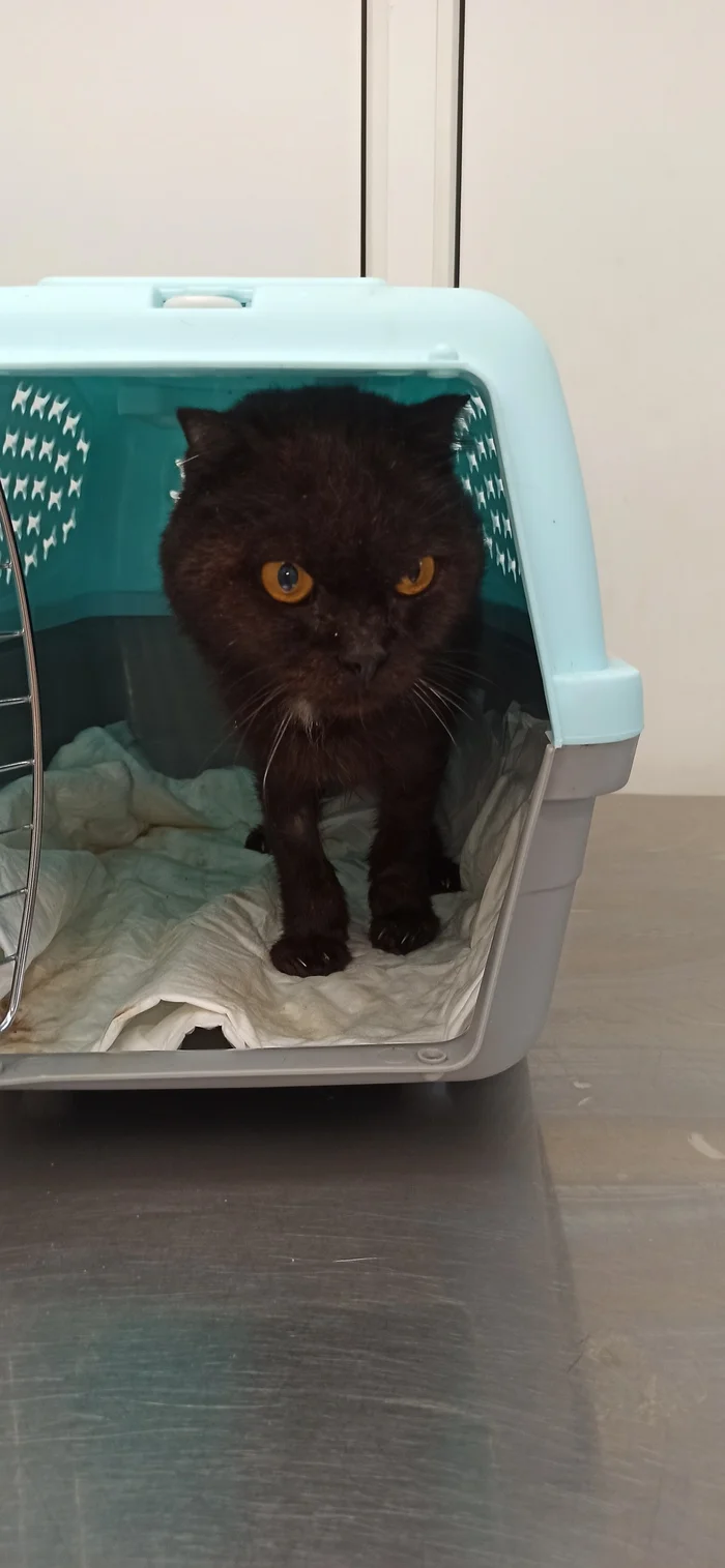 Black felt bad yesterday - My, Shelter, Animal Rescue, Homeless animals, Overexposure, cat, Lop-eared, Volunteering, Cat lovers, Fluffy, No rating, Charity, Kindness, Animal shelter, The rescue, Longpost