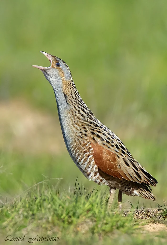 Eternal Call - Crake, Birds, Scream, wildlife, The photo