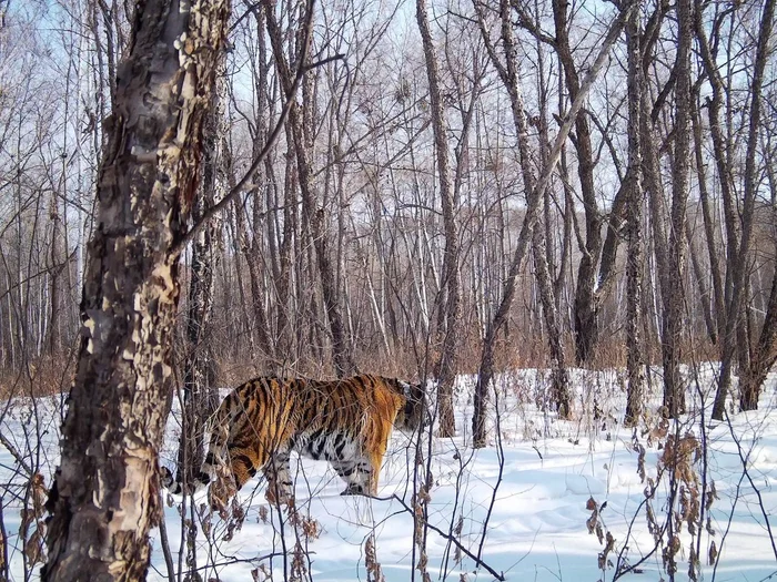 Amur tigress Elena - Amur tiger, Elena, Amur region, Khingan Nature Reserve, February, Winter, Snow, The photo, Phototrap, Tiger, Predatory animals, Cat family, Wild animals, Big cats, wildlife, Telegram (link)