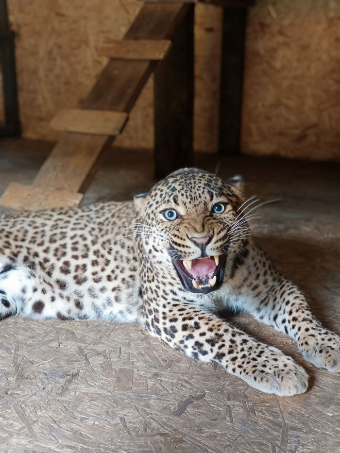 Дальневосточный леопард Тарзан в парке "Белый лев"