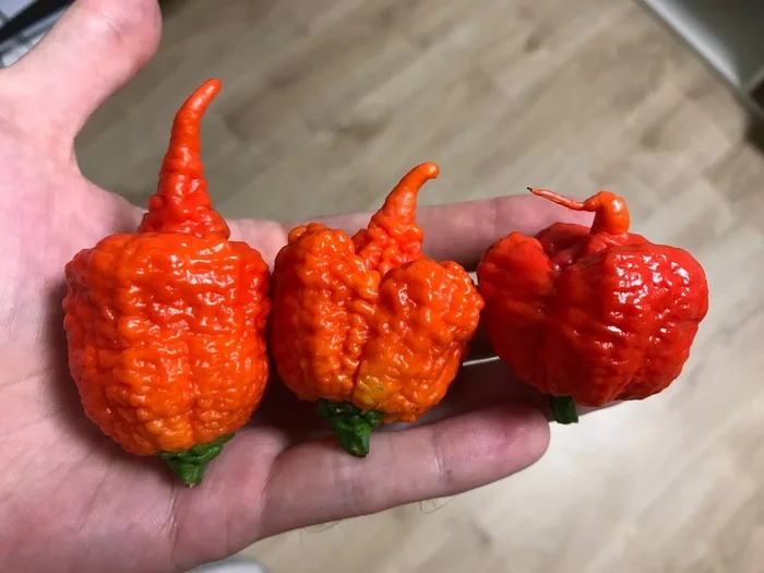 Carolina Reaper - My, Hot peppers, Gardening, Garden, Carolinian Reaper, Carolina Reaper, Pepper farming, Growing, Longpost