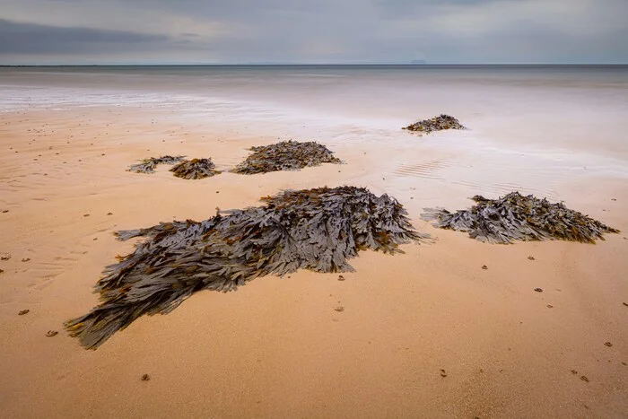 Algae will allow you to fly. Scientists from Perm Polytechnic University and Baltic University have identified the best technology for producing biofuel - My, Pnipu, Fuel, Biofuels, Seaweed, Greenhouse gases, Emissions into the atmosphere, Longpost