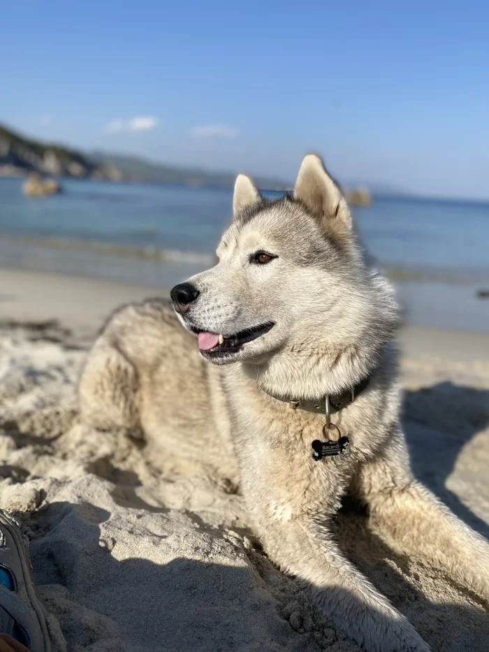 The dog is missing! Husky. Vladivostok: panel room, Rybachy - Search for animals, Lost, Dog lovers, Vladivostok, Husky, Longpost, No rating