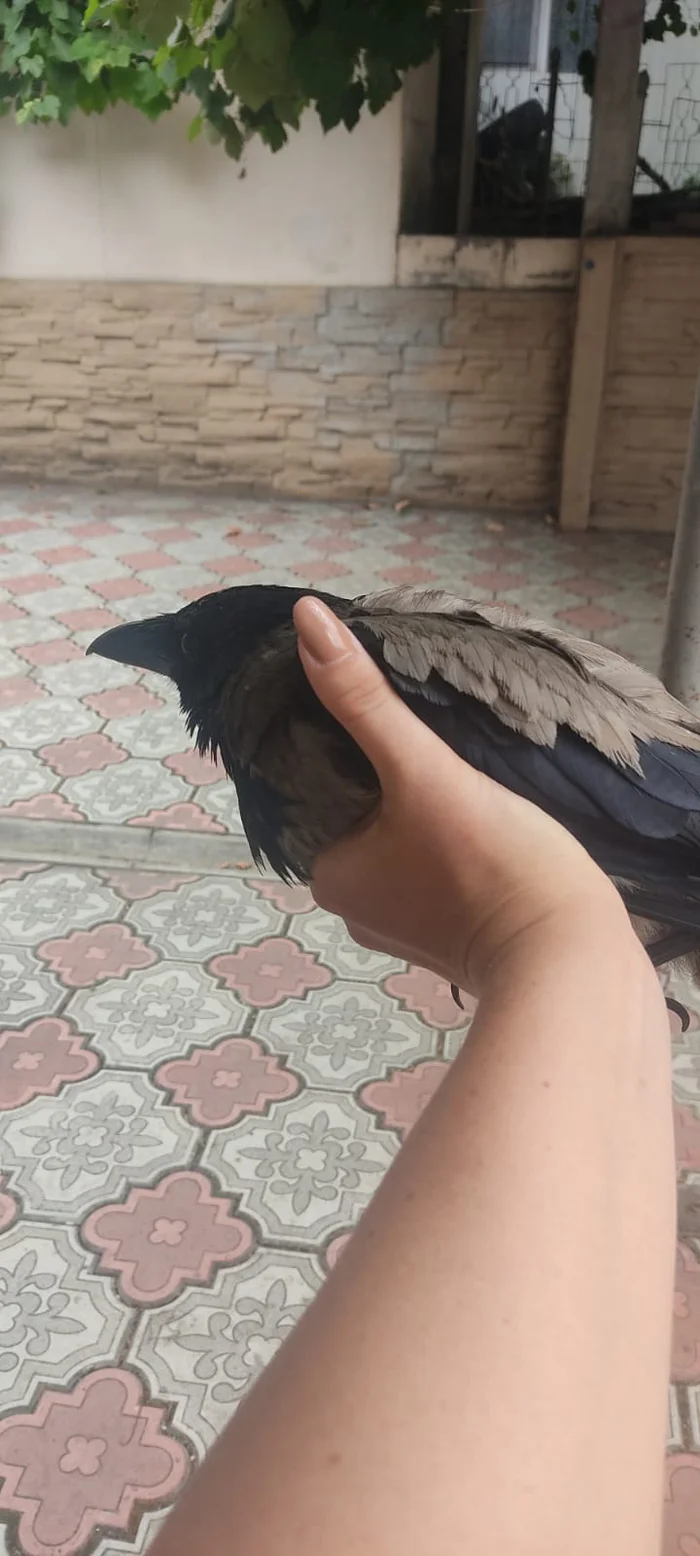 Need help - what to do with a crow? - My, Crow, Birds, Help, Crimea, Bird watchers, Veterinary, Longpost