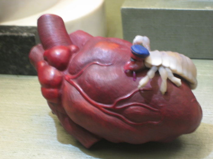  .  ()    ,     .           I .    ,     .