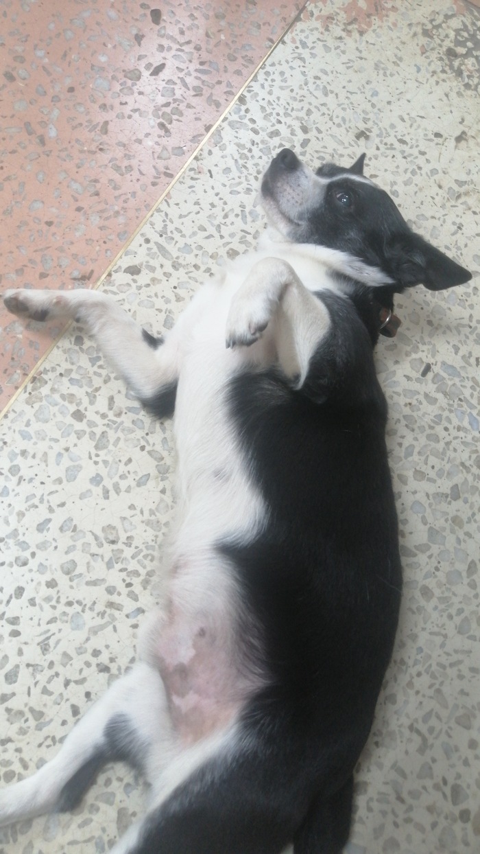 Помогите, пожалуйста. Зайка без лужайки