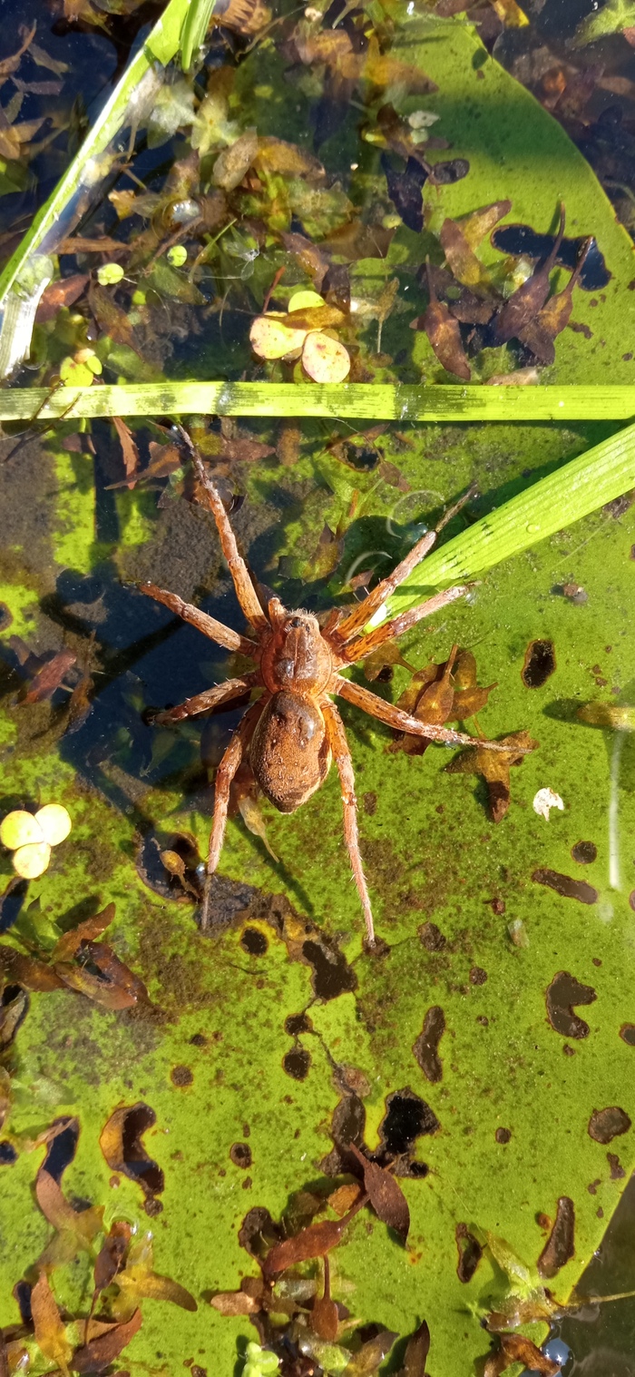 Паук-рыболов.