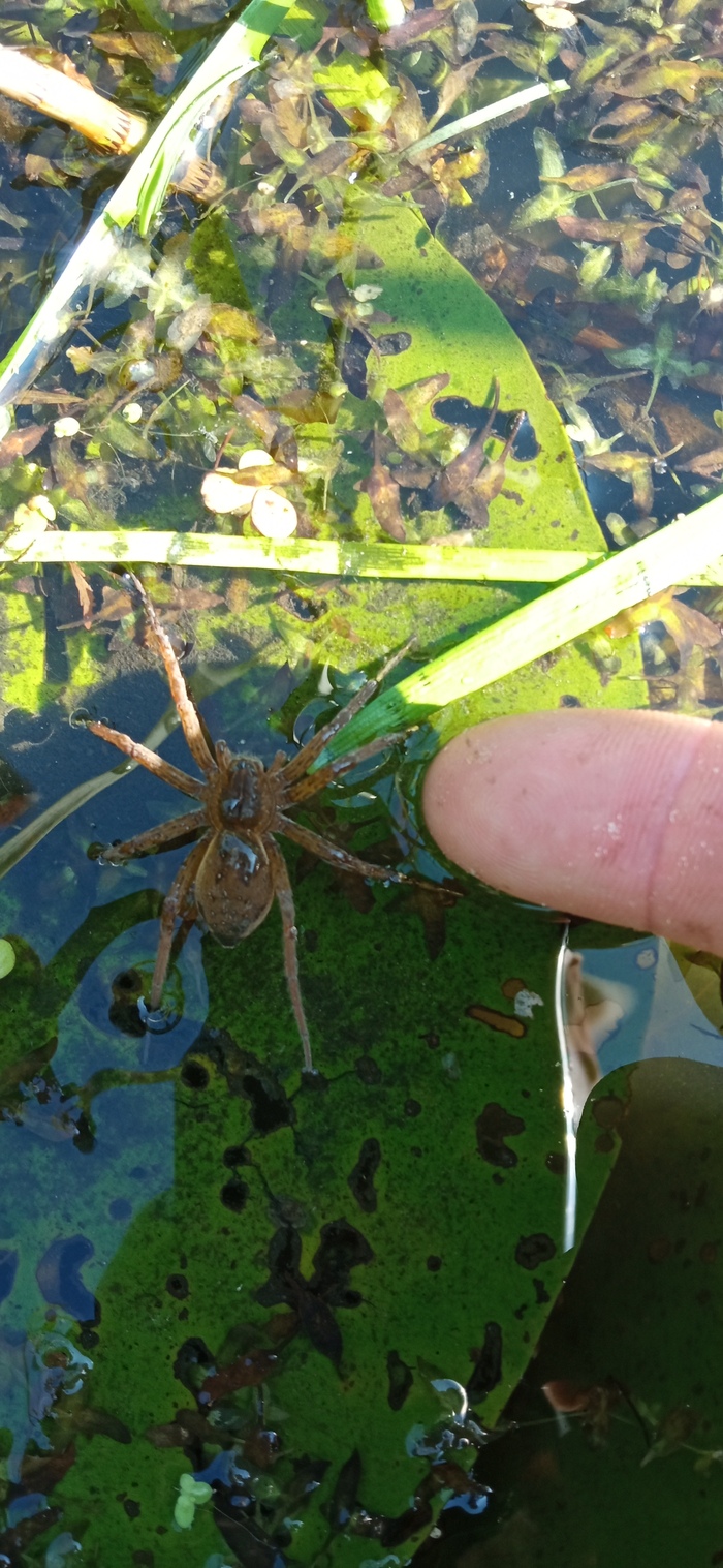 Палец для сравнения.