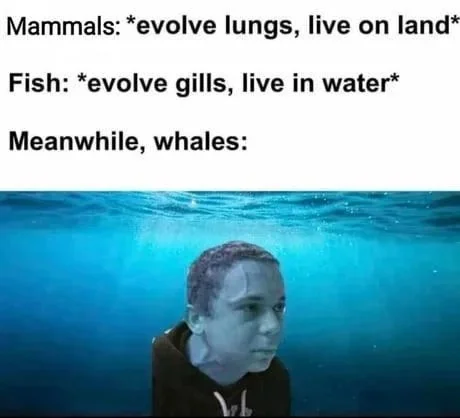 Really - Whale, Memes, Mammals, A fish