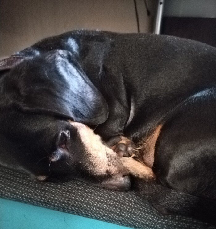  Cheshiretta  *    ,       ?