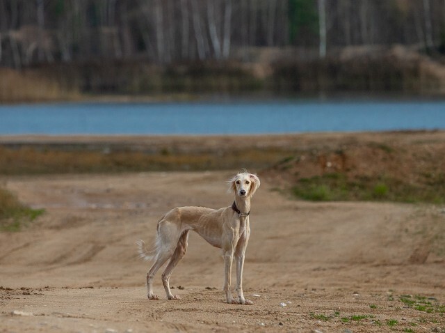 Canine. Greyhounds. Greyhounds of Central Asia - Tazy. Puppies - basins - My, I share my joy, Greyhound, Puppies, Moscow region, Zvenigorod, Hunting, Saluki, Dog lovers, Kindness, Care, Longpost