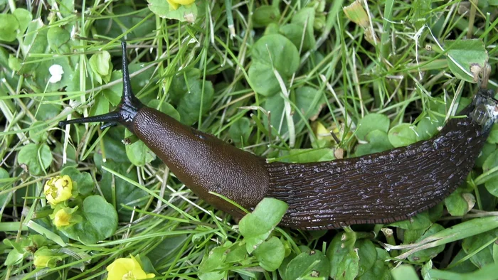 Spanish slugs in the Moscow region - Slug, Disgusting, Gastropod molluscum, Wild animals