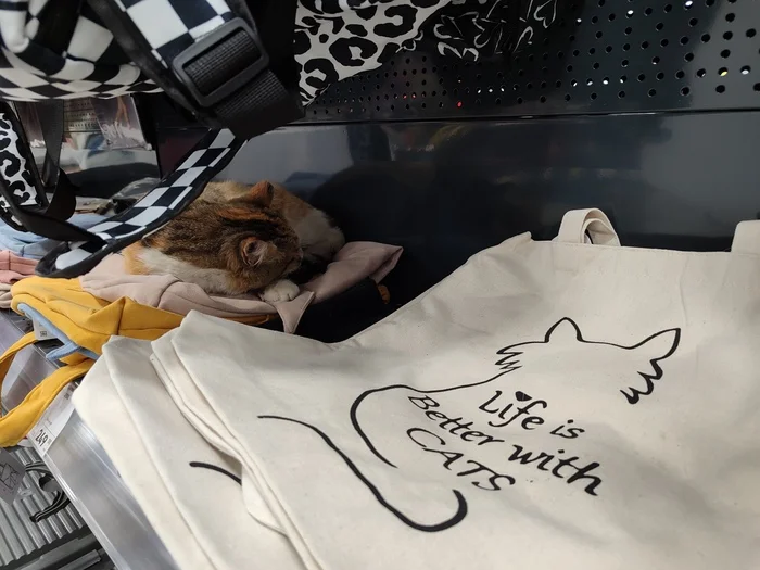 Life isn't the same without a cat - My, cat, Tricolor cat, Pet the cat