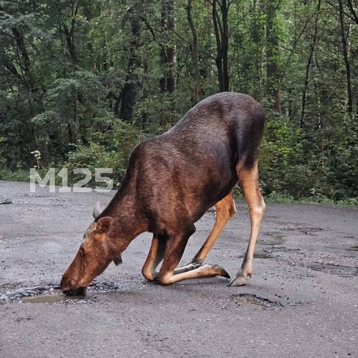 Лоси в Москве — привычное дело - Моё, Фотография, Мобильная фотография, Животные, Дикие животные, Москва, Московская область, Лось, Природа, Лес