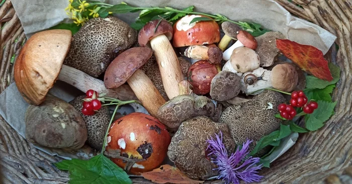 Today's outing on a silent hunt - My, Silent hunt, Mushrooms, Longpost