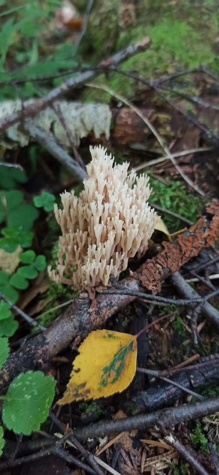 Today's outing on a silent hunt - My, Silent hunt, Mushrooms, Longpost