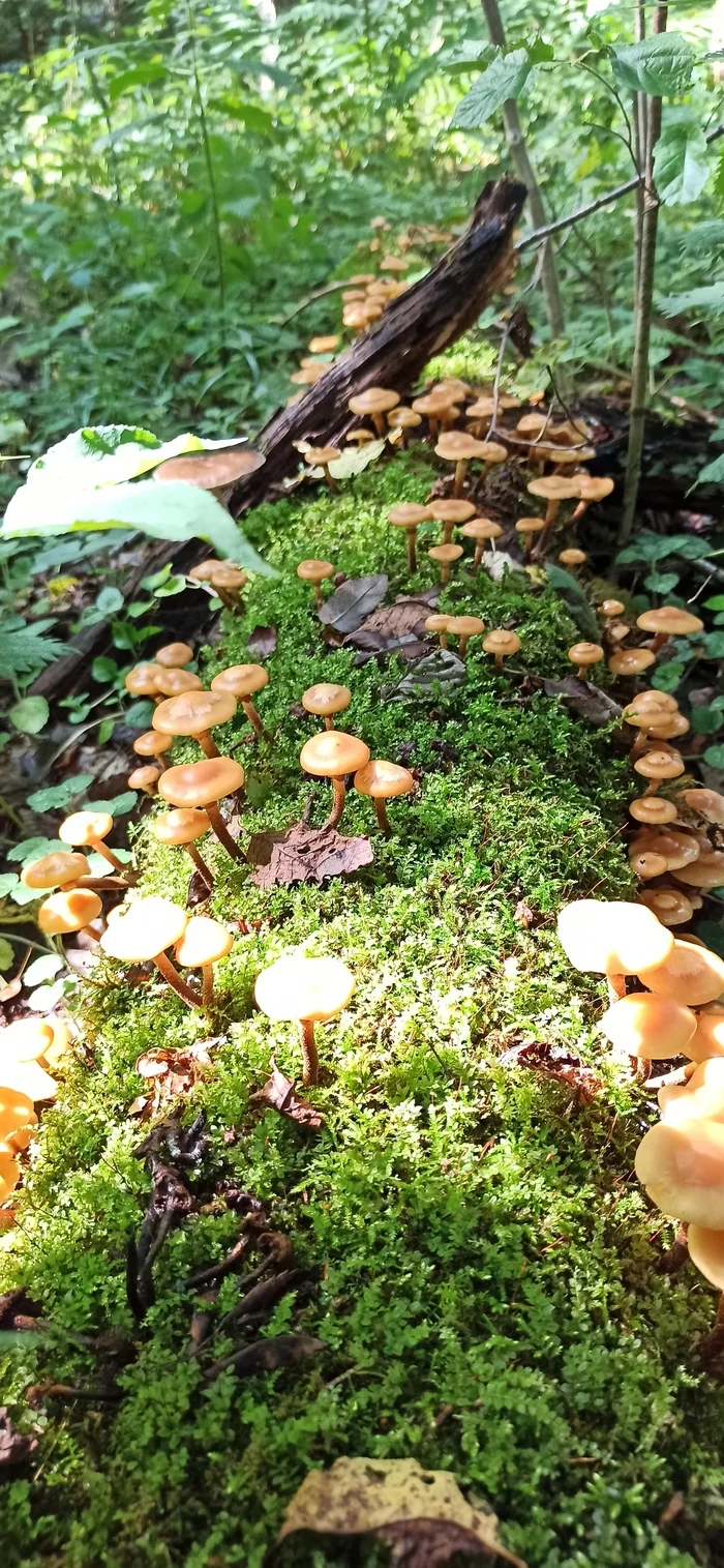 Today's outing on a silent hunt - My, Silent hunt, Mushrooms, Longpost
