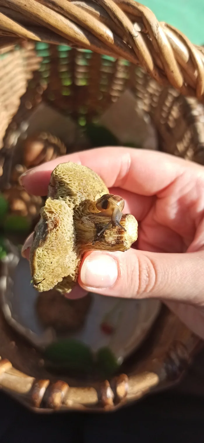 Today's outing on a silent hunt - My, Silent hunt, Mushrooms, Longpost