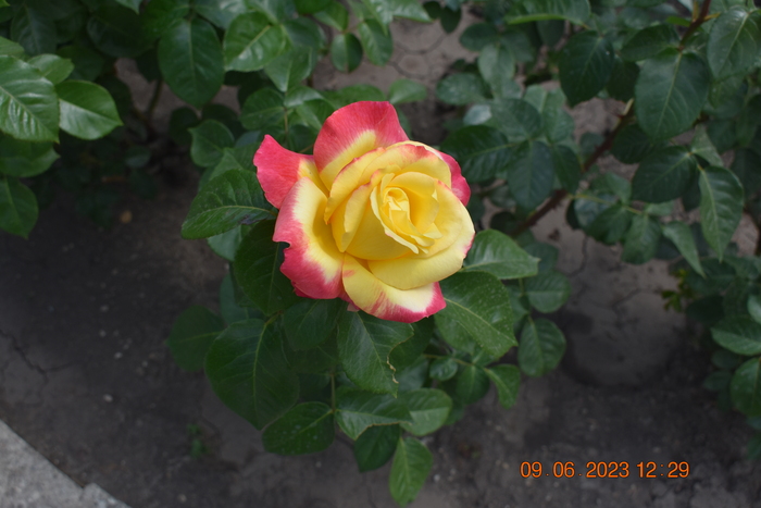 ������� ������