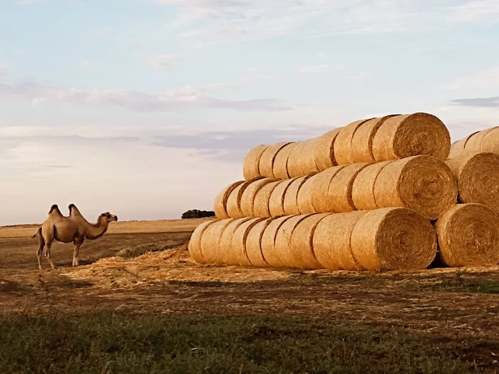 Just a camel and rolls of hay in your feed - My, Camels, The photo