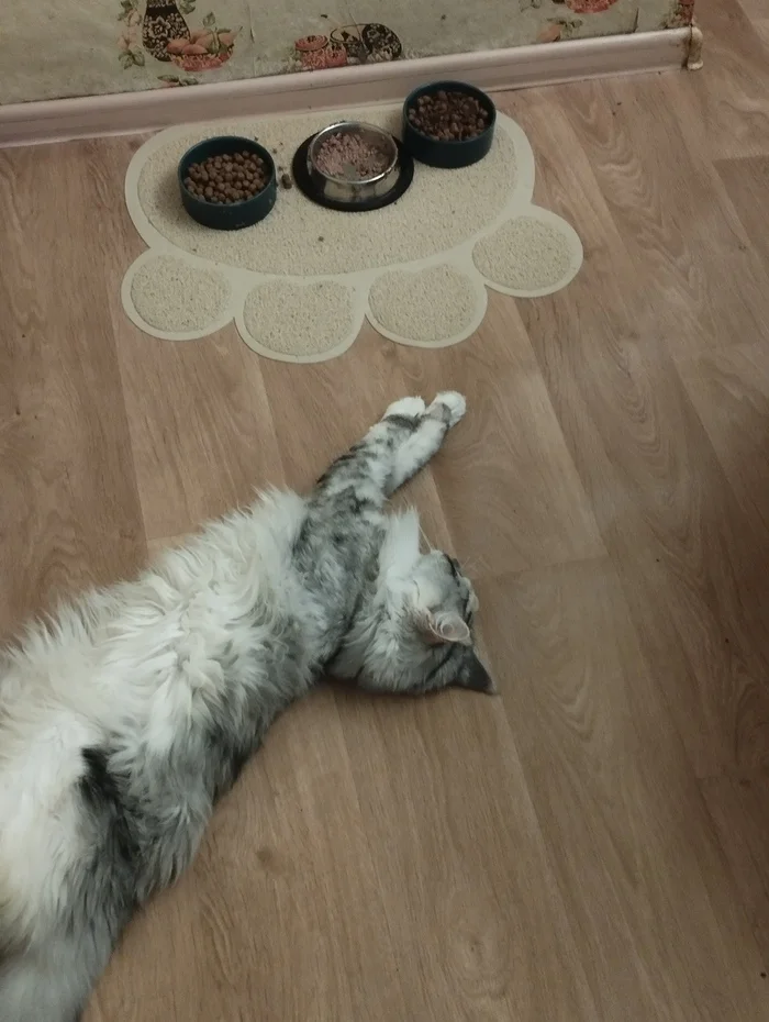 I'm tired, I need to sleep - My, cat, Maine Coon, Dream, Food