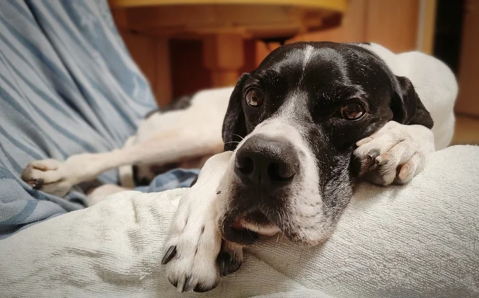 Cuteness - My, English Pointer, Dog, Legacy, Walk, Pets, The photo