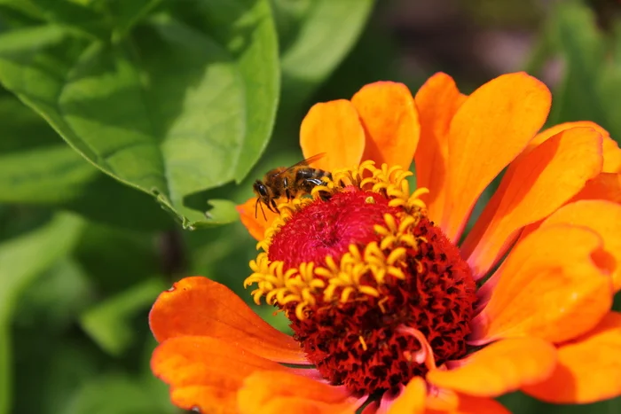 Striped and with a sting that extracts honey. Honey bee - My, Survey, The photo, Bees, Flowers, Facts, Honey, Longpost