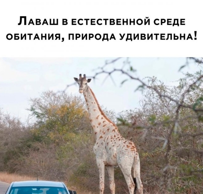 ��������, ���������� ��������...