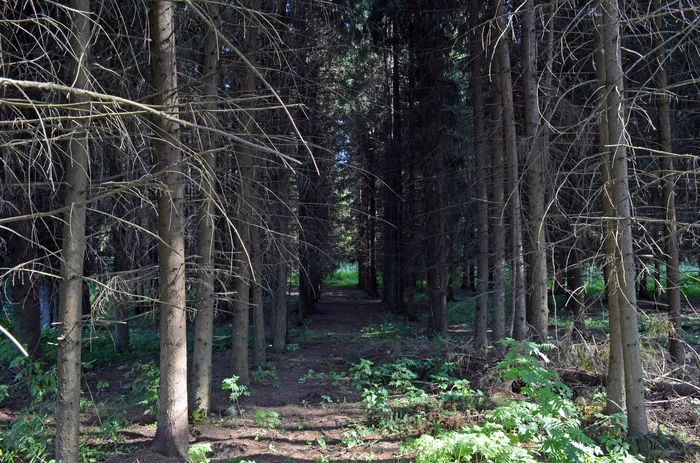 Satan's Alley in the Kemerovo region - Forest, Beautiful view, Siberia, Тайны, Kemerovo region - Kuzbass, Telegram (link), Longpost