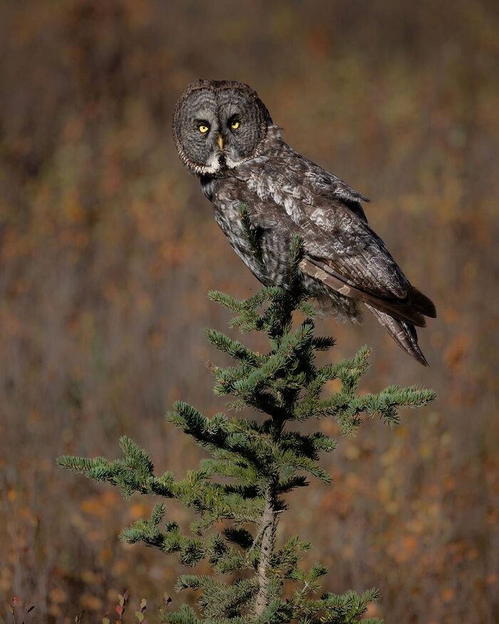 Бородатая неясыть