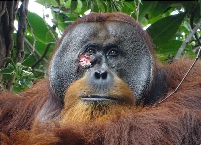 Researchers observed a fight between male orangutans in Sumatra - The photo, Orangutan, Repeat, Wound