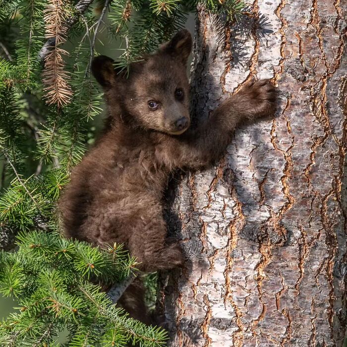 Help me down - The Bears, Teddy bears, Black Bear, Predatory animals, Wild animals, wildlife, North America, The photo, Tree