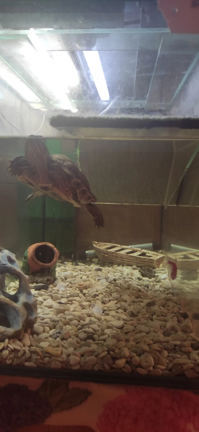 Turtle and fish in one aquarium - My, Pond slider, Pets, Aquarium fish, Stress Test, Longpost