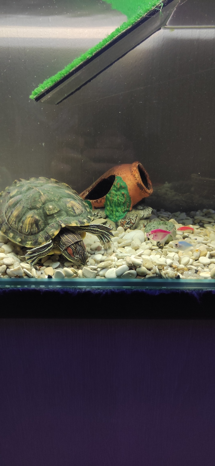 А это первый день появления тернеций. Пети уже не стало, но Гефест жив. И можно разглядеть фонарика еще.