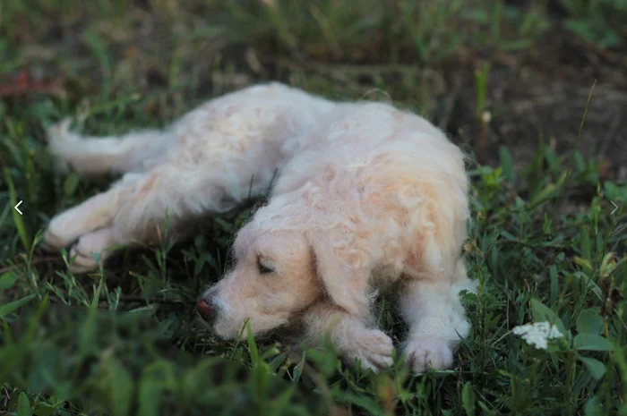 We have another dog - Author's toy, Dog, Fluffy