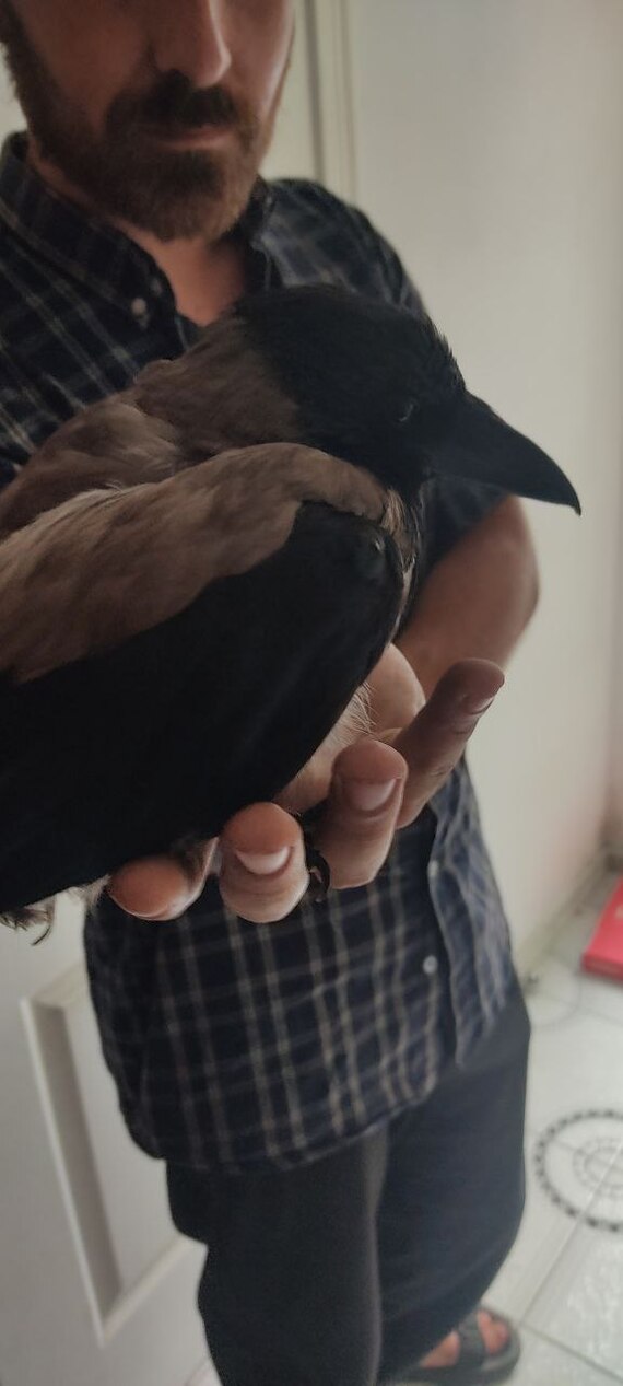 The story of the crow - the owner is found - My, Care, The rescue, Overexposure, Crow, Grey Crow, Happy End, Gratitude, Mat, Longpost