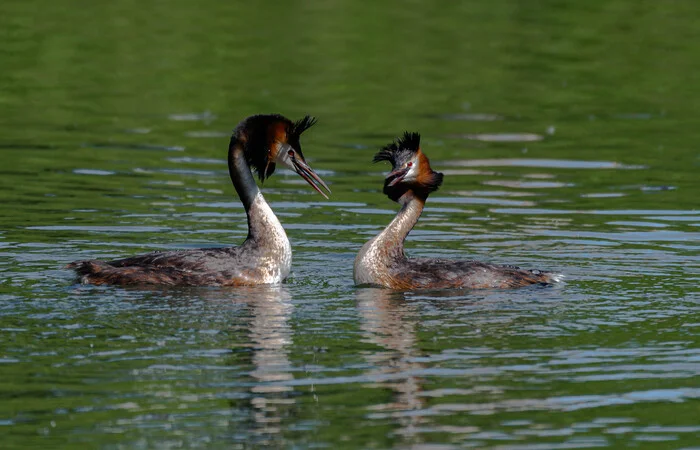 Communication - My, Chomga, Birds, wildlife, The photo