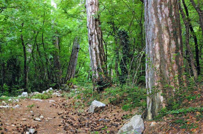 There on unknown paths - My, The photo, Landscape, Nature, Forest, Walk in the woods, Hiking