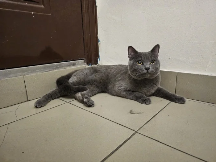 Looking for old or new owners for a cat Irkutsk (owner found) - My, cat, Irkutsk, In good hands, Lost, Good league, Animal Rescue, Longpost