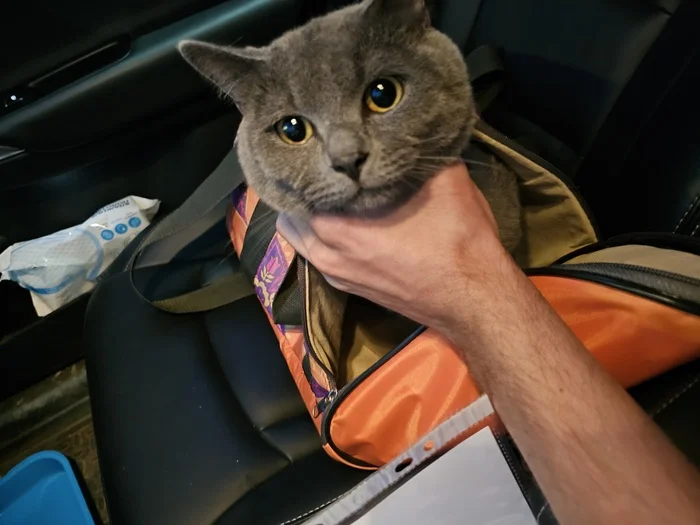 Looking for old or new owners for a cat Irkutsk (owner found) - My, cat, Irkutsk, In good hands, Lost, Good league, Animal Rescue, Longpost