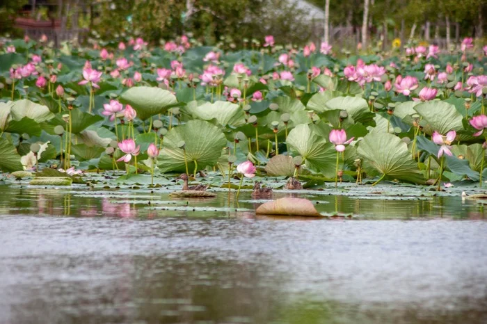 Lotus Khabarovsk ducks - My, Lotus, Duck, Wild ducks, Khabarovsk, Khabarovsk region, Lake, Flowers, Bloom, beauty, Nature, Longpost