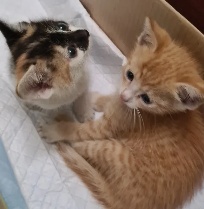 Kittens in Krasnoyarsk need a home and loving people! - My, Krasnoyarsk, The rescue, Kittens, Kindness, Tricolor cat, Redheads, Fluffy, Cat lovers, Video, Vertical video, Longpost, cat