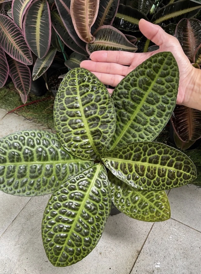 Распаковка #1