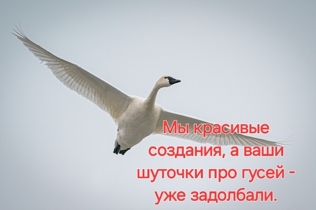 Geese - you don't care))) - My, Гусь, ЕЅatec goose, Gus-Khrustalny, Goose with apples, Goose Grigory, Humor, Goose Taras and one more day, Joke, Prose, Sad humor, BLIND PINK GOOSE