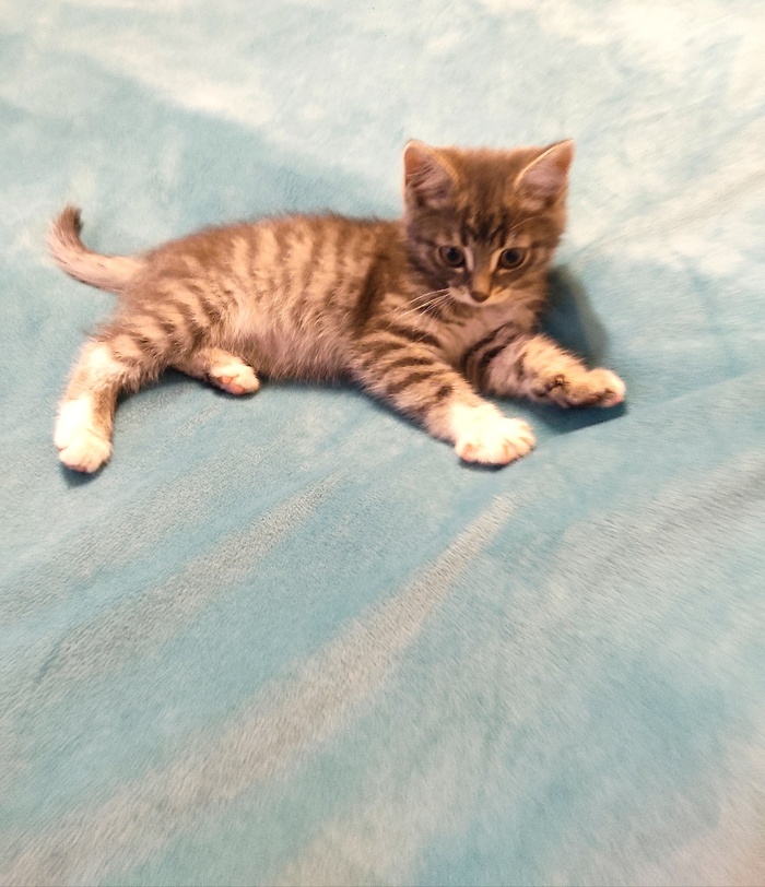 Фотография моего кота в молодости чисто для отвлечения внимания. Смысловой нагрузки не несёт.