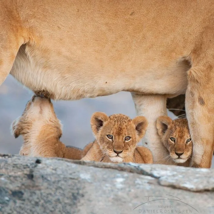 Two have already eaten - Lion cubs, Lioness, a lion, Big cats, Cat family, Predatory animals, Wild animals, wildlife, National park, Serengeti, Africa, The photo, Feeding