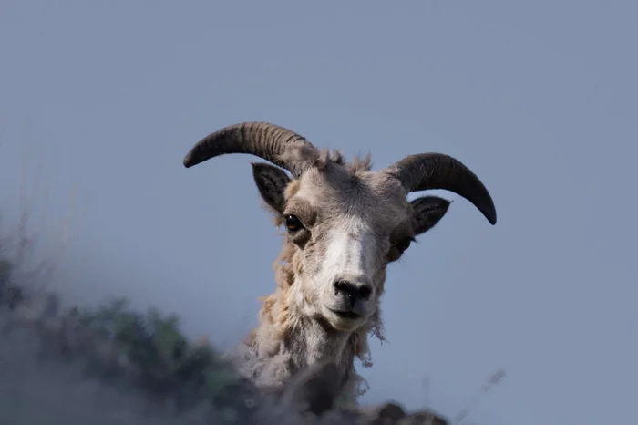 Molting - that's the thing - Argali, Rams, Argali, The photo, Sailyugem National Park, Altai Republic, wildlife, Sideburns, Artiodactyls, Ungulates, Polar horns, Wild animals, Molting, Telegram (link)