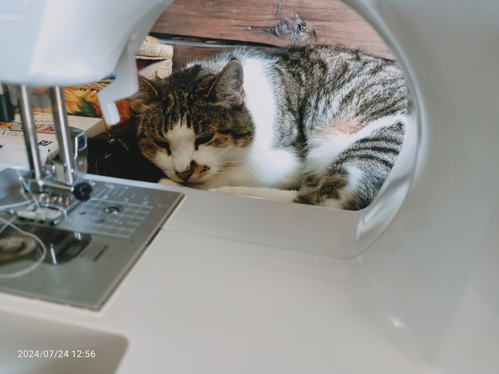 Мой помощник котик швейка