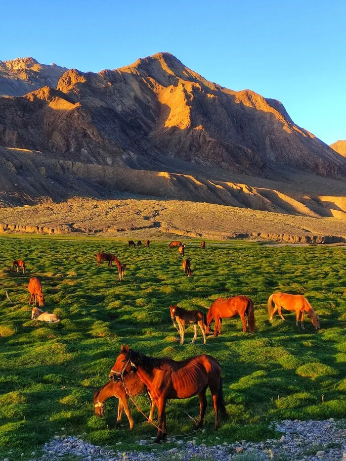 Across the entire Pamirs and Central Asia by bike! 3500 km + Days 33-34 - My, Vacation, Relaxation, Hike, Travels, Туристы, A bike, Bike trip, Asia, Bike ride, Camping, Mountain tourism, Tourism, Russian tourists, Pamir, Summer, The mountains, Horses, Longpost