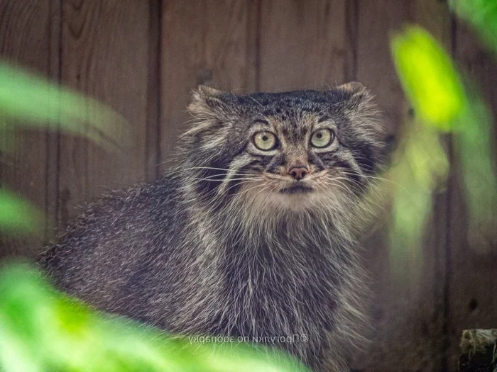 Cautious Adele - Wild animals, Predatory animals, Cat family, Pallas' cat, Small cats, The photo, Zoo, Novosibirsk Zoo, Video, Youtube, Telegram (link), YouTube (link), Vertical video